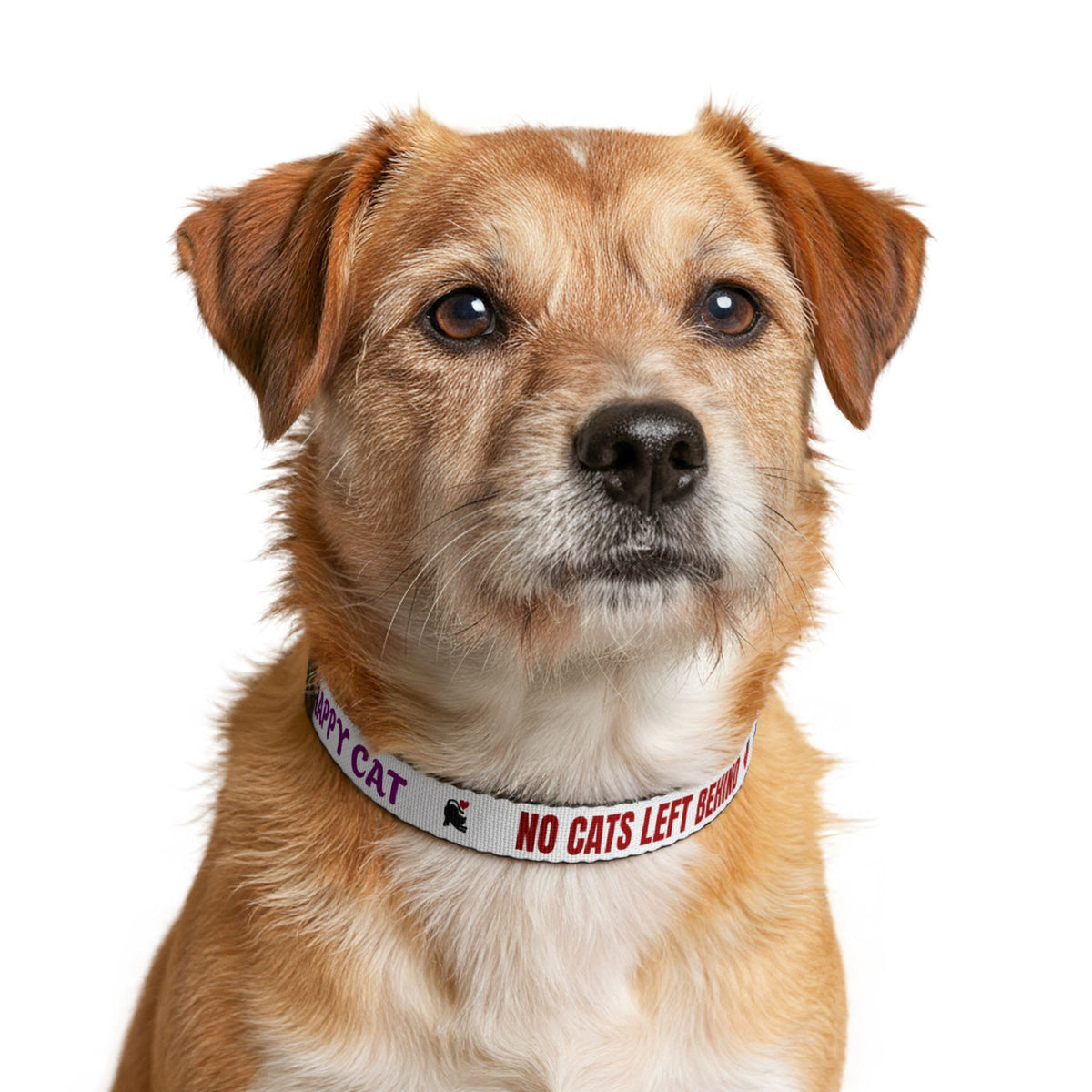 No Cats Left Behind Clip on Cat Collar - Night Guardians